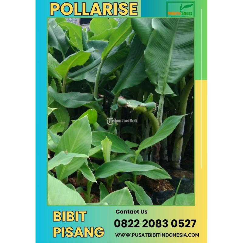 Bibit Pisang Berusia 3- 4 Bulan - Semarang