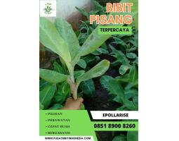 Tsel Jual Bibit Pisang Unggulan - Jombang 