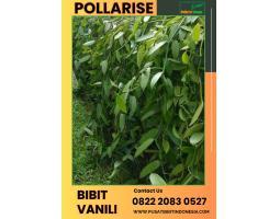 Tsel Pollarise Sentral Bibit Vanili - Banyuwangi