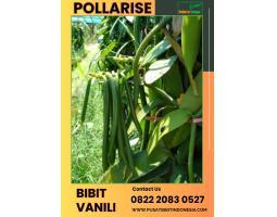 Tsel Pollarise Sentral Bibit Vanili - Temanggung