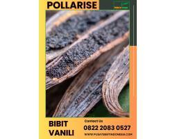  Tsel Pollarise Sentral Harga Bibit Vanili - Malang