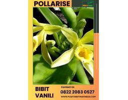 Tsel Pollarise Sentral Bibit Vanili - Kendal