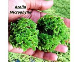 Bibit Azolla Microphylla Benih Super 500 Gram Pakan Ikan Dan Unggas - Cilacap