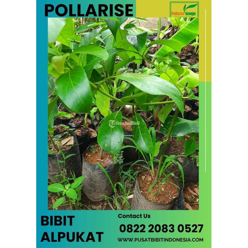 TSEL Sentral Bibit Alpukat Miki - Bogor