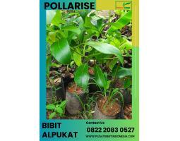  TSEL Sentral Bibit Alpukat Miki - Kediri