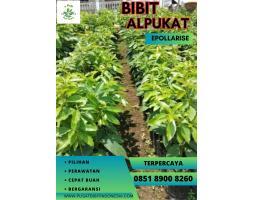 Jual Bibit Alpukat Sambung - Bandung