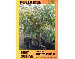  Tsel Pollarise Bibit Durian Bagus - Kebumen