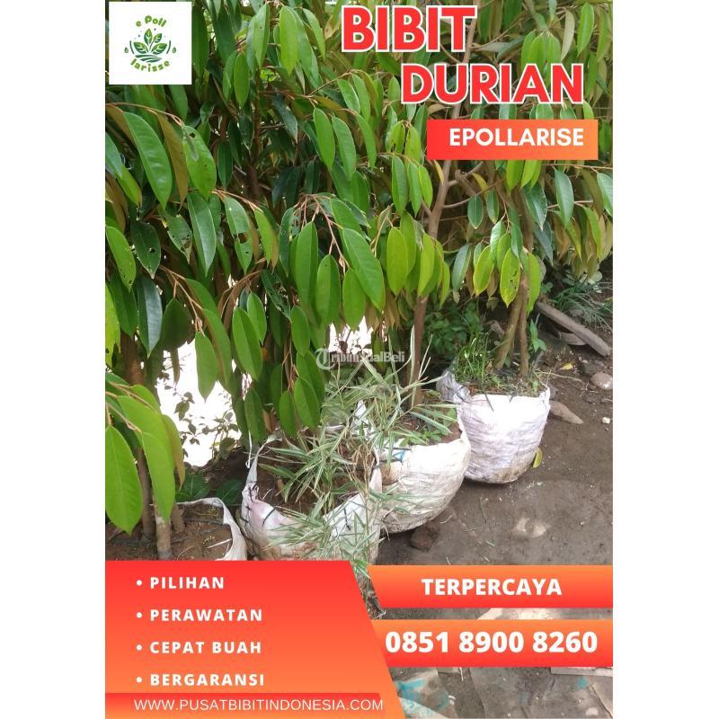 Jual Bibit Durian Musang King Kaki Tiga - Pekalongan