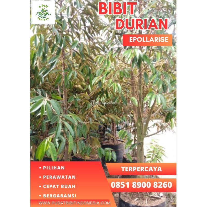 Jual Bibit Durian Musang King Kaki Tiga - Pekalongan