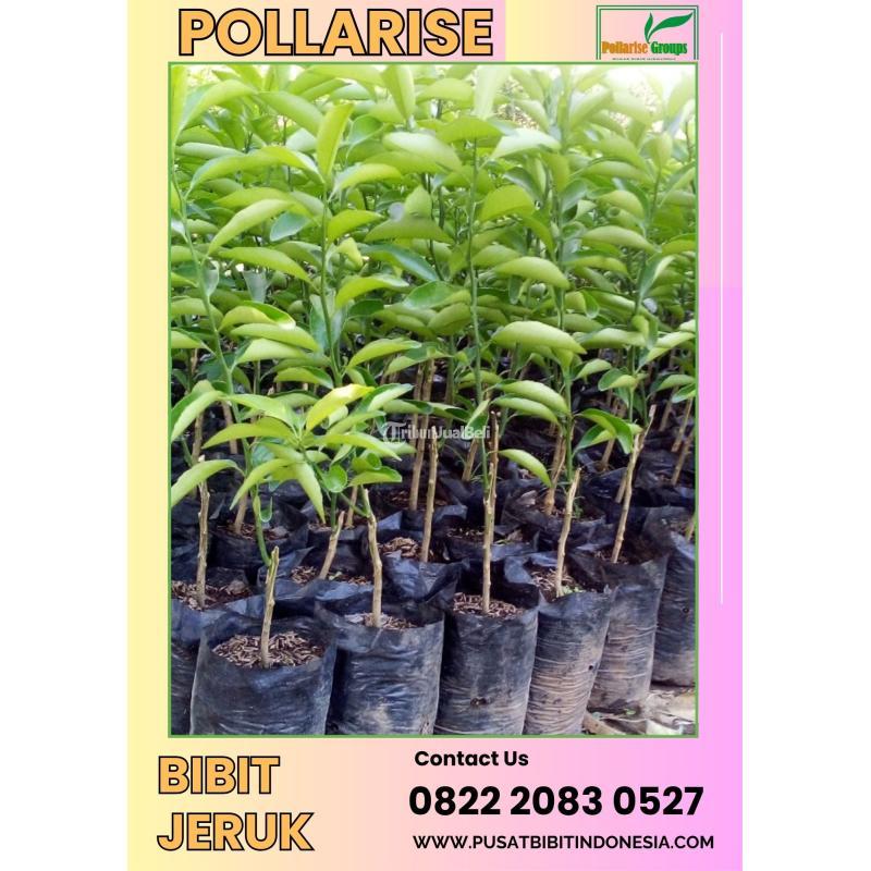  Tsel Pollarise Bibit Jeruk Santang Madu Asli - Bondowoso