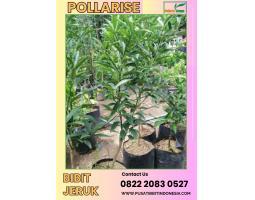  Tsel Pollarise Bibit Jeruk Purut - Pati