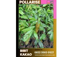 TSEL Pollarise Bibit Kakao Ede - Indramayu 
