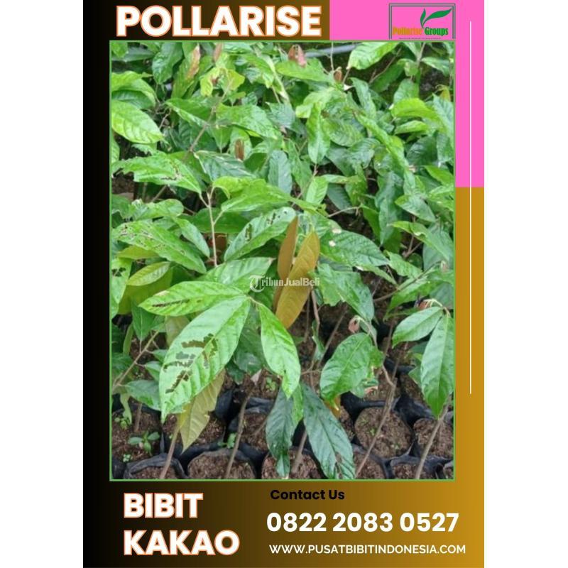 TSEL Pollarise Bibit Kakao Ede - Indramayu 
