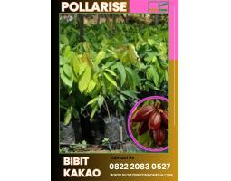 Pollarise  Bibit Kakao Berkualitas, Bibit Buah Kakao Polla - Klaten