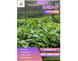 TSEL E Pollarise Kriteria Bibit Kakao Siap Tanam - Indramayu