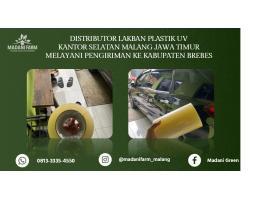 Agen Grosir Talang Gully - Brebes