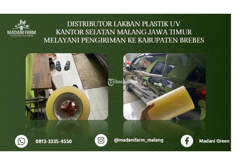 Agen Grosir Talang Gully - Brebes