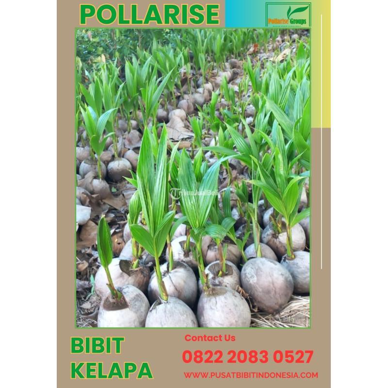 TSEL Pollarise Bibit Kelapa Genjah Entok Genjah Kultur Jaringan - Kudus
