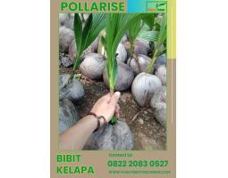 TSEL Pollarise Bibit Kelapa Hibrida - Karawang