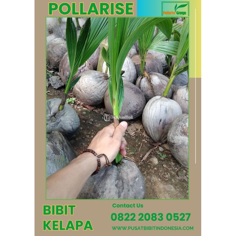 TSEL Pollarise Bibit Kelapa Hibrida - Karawang