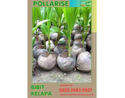 TSEL Pollarise Bibit Kelapa Genjah Entok Genjah - Kebumen