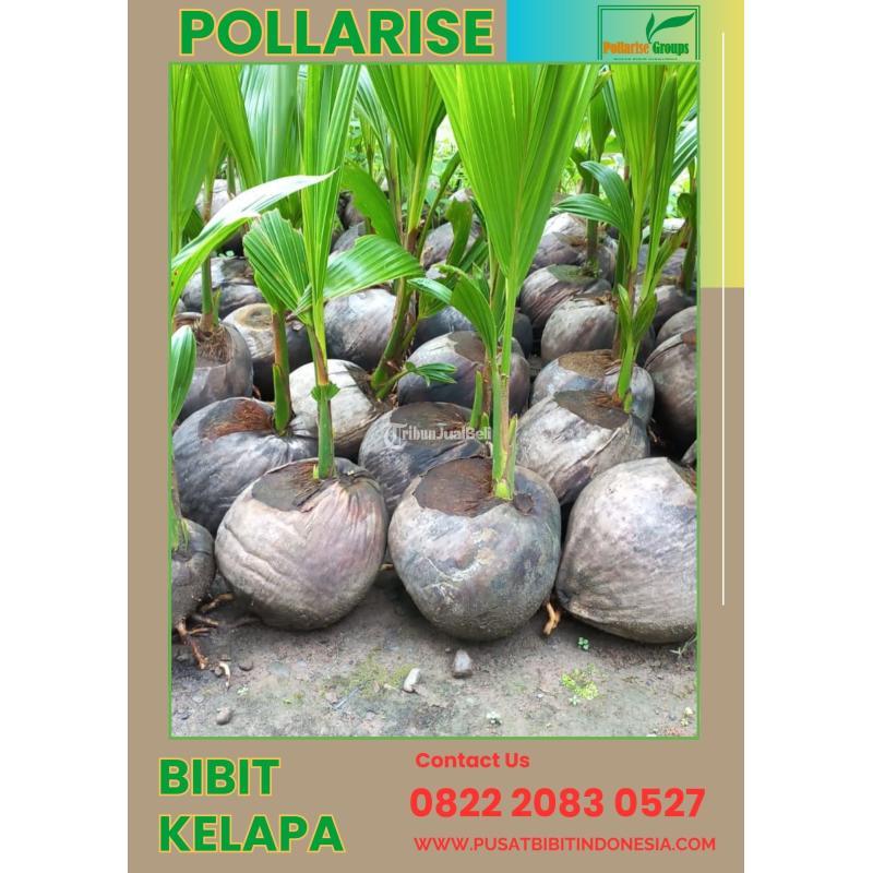 TSEL Pollarise Bibit Kelapa Genjah Entok Genjah - Kebumen