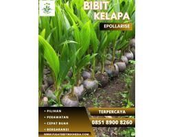 Jual Bibit Kelapa - Bandung