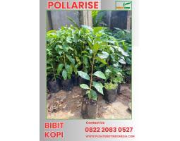 Bibit Kopi - Trenggalek