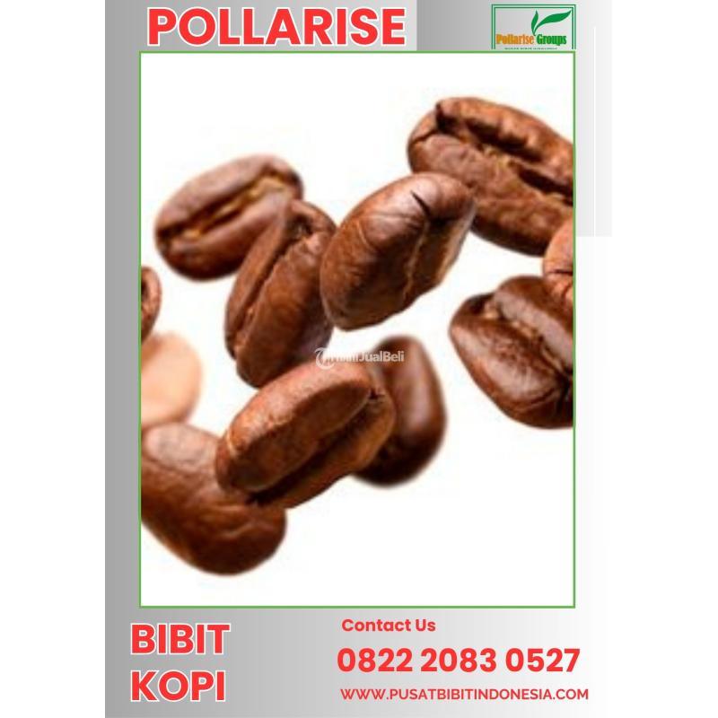 Tsel Pollarise Bibit Kopi - Karanganyar