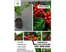 Jual Bibit Kopi Arabika Unggul - Malang