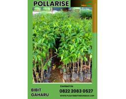 Bibit Pohon Gaharu Asli - Gresik