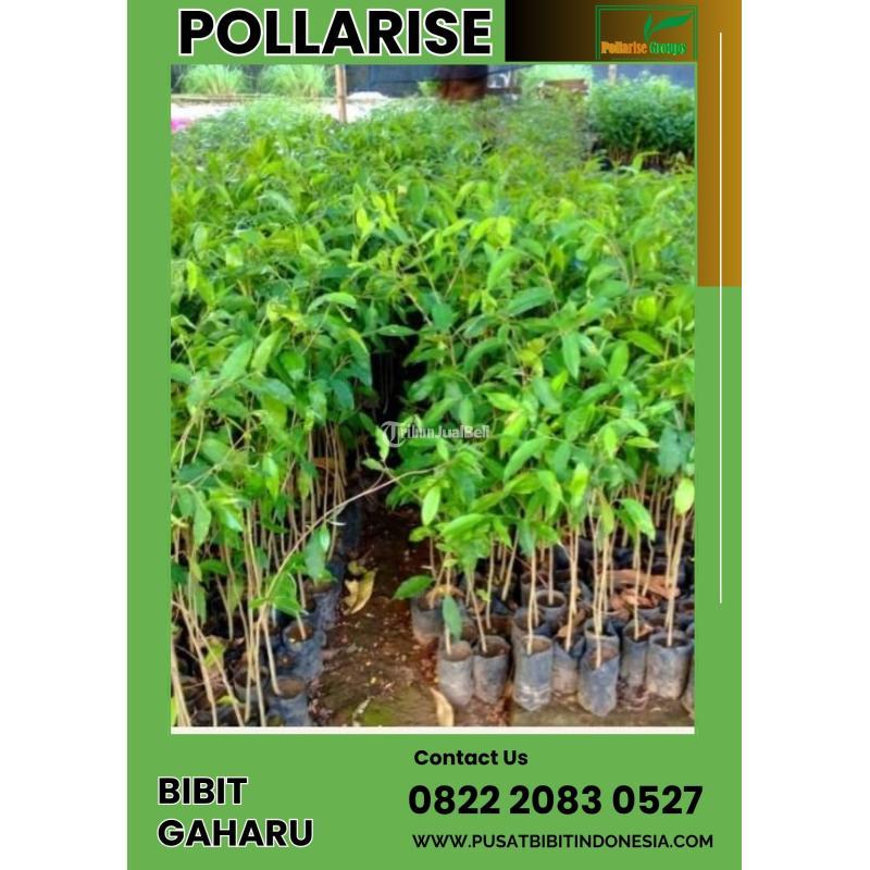 Bibit Pohon Gaharu Asli - Gresik