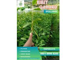 TSEL Bibit Gaharu Bersertifikat - Bondowoso 