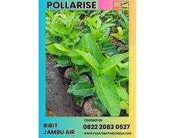 TSEL Bibit Jambu Air Green Giant - Demak 