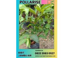 Bibit Jambu Air Manis - Demak