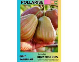 TSEL Bibit Jambu Air - Kendal 