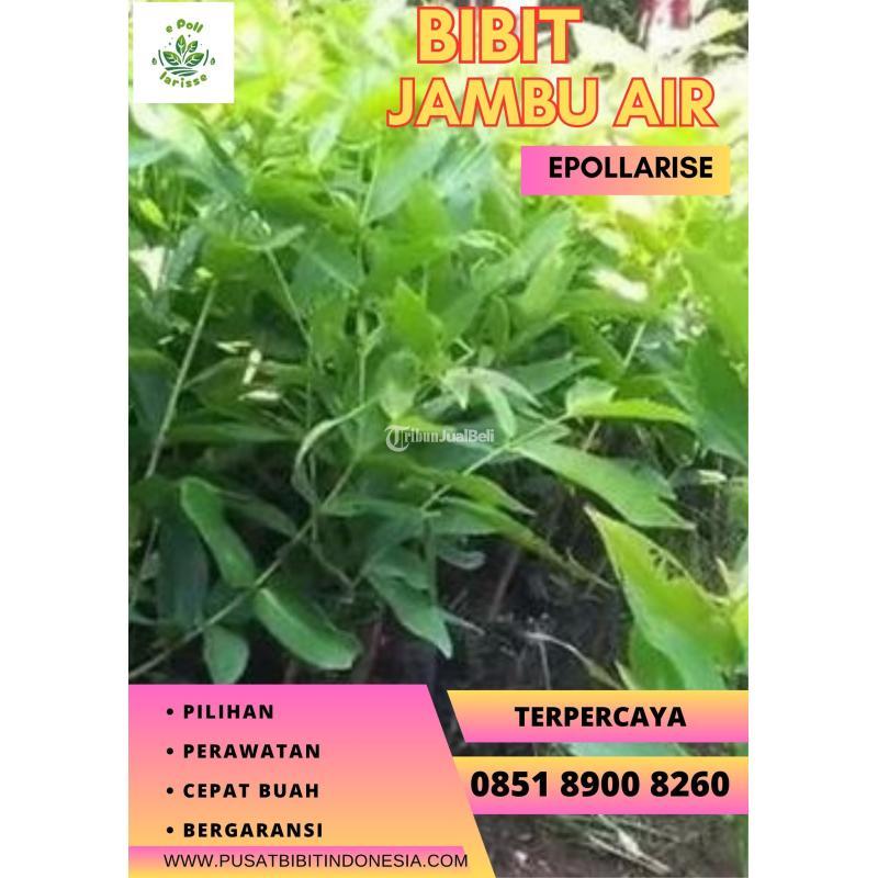 Bibit Jambu Air Merah - Klaten