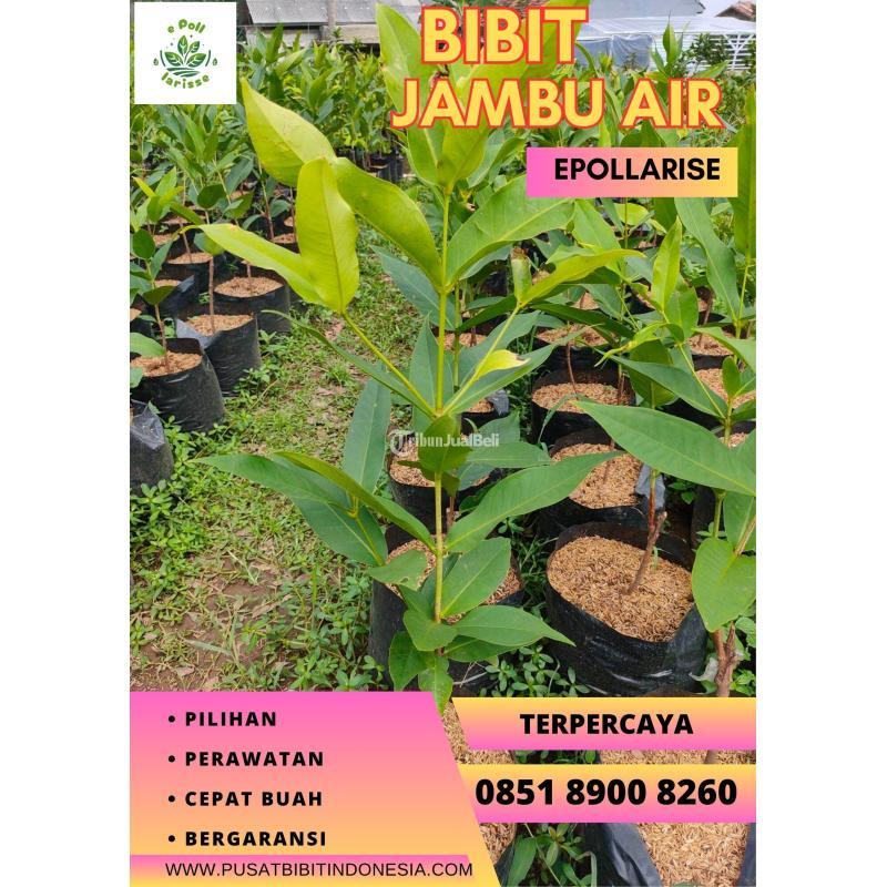 Bibit Jambu Air Merah - Klaten