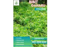 Jual Bibit Gaharu Aquilaria Malaccensis - Garut