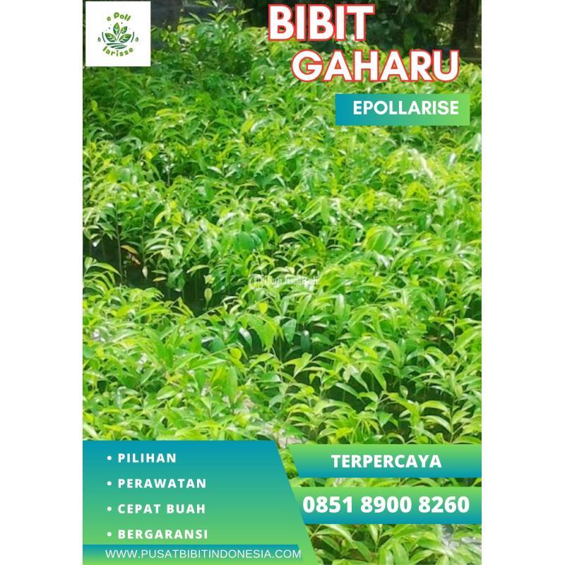 Jual Bibit Gaharu Aquilaria Malaccensis - Garut