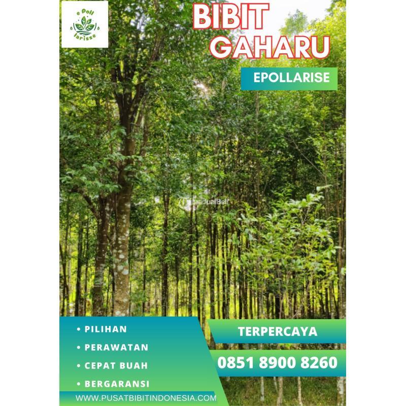 Jual Bibit Gaharu Aquilaria Malaccensis - Garut
