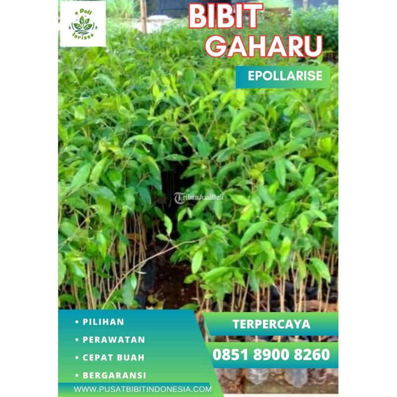 Jual Bibit Gaharu Aquilaria Malaccensis - Garut