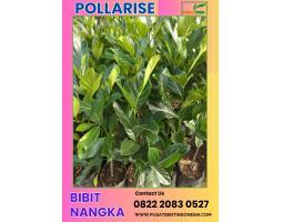 Bibit Nangka Unggul - Kudus