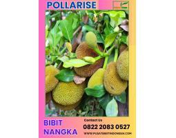 Bibit Nangka Madu - Bungo