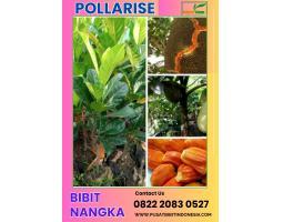 Bibit Buah Nangka Dan Tanaman Okra - Merangin