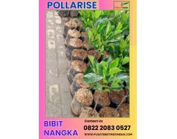 Bibit Buah Nangka Dan Tanaman Okra - Merangin