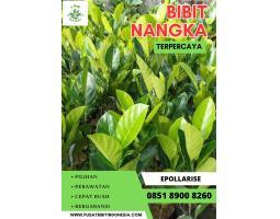 Bibit Nangka Mini Berbuah - Banyumas