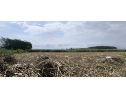 Dijual Tanah Datar Lumajang Legalitas SHM Ukuran 1 Hektar - Lumajang