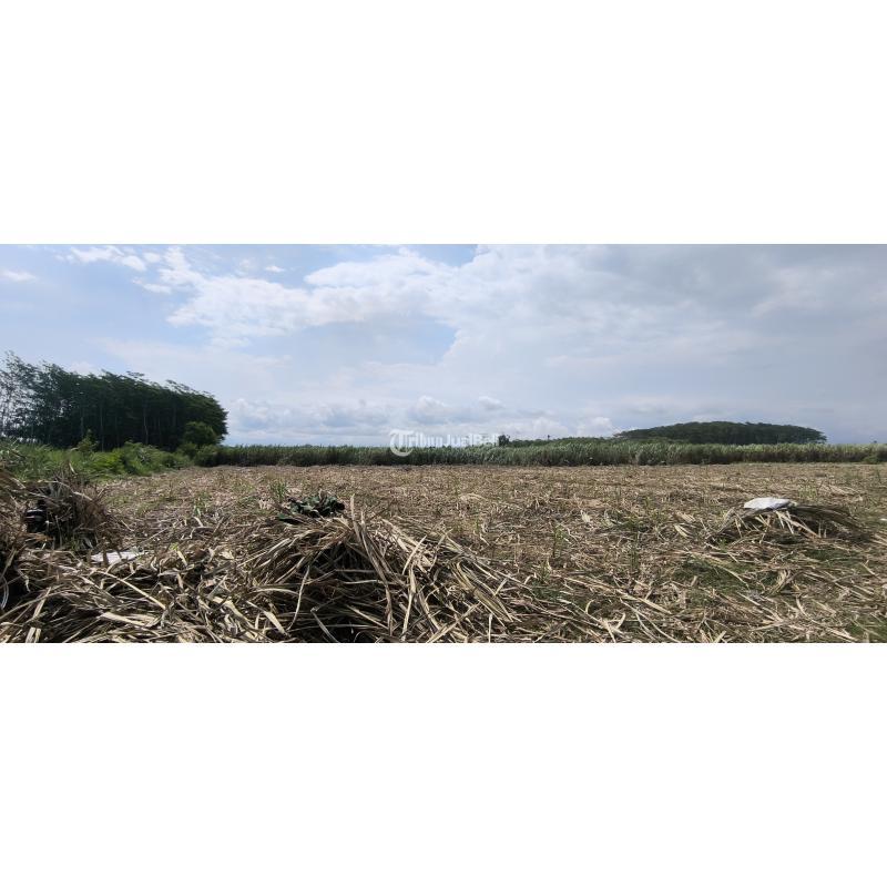 Dijual Tanah Datar Lumajang Legalitas SHM Ukuran 1 Hektar - Lumajang