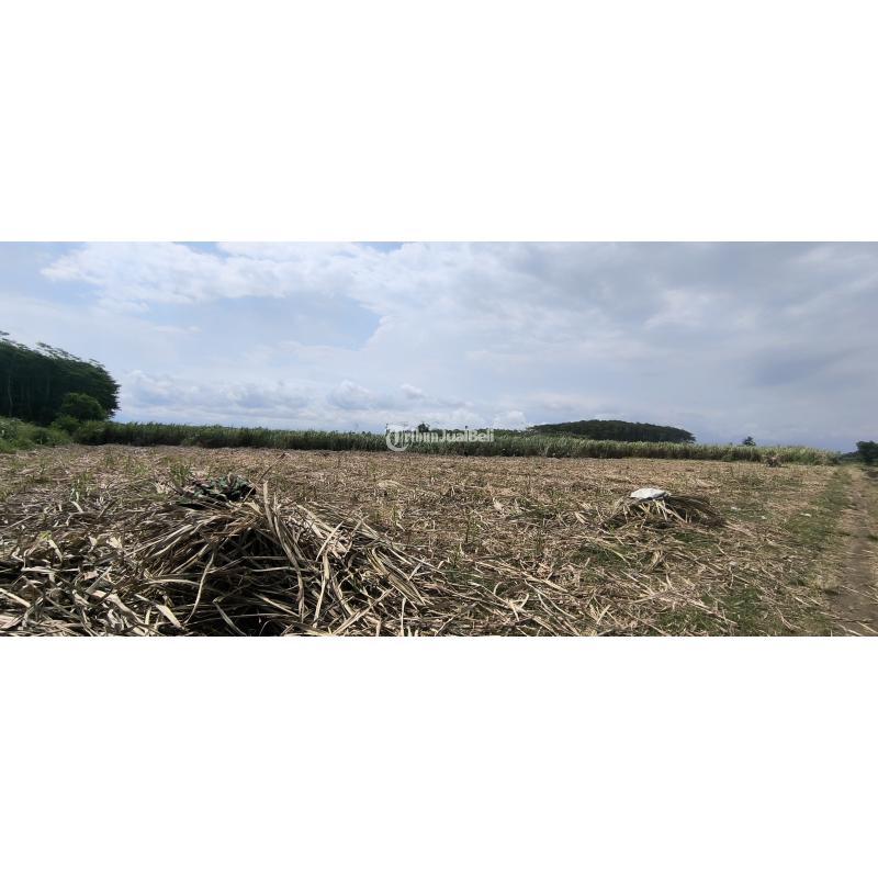 Dijual Tanah Datar Lumajang Legalitas SHM Ukuran 1 Hektar - Lumajang